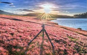 mua co hong da lat 2