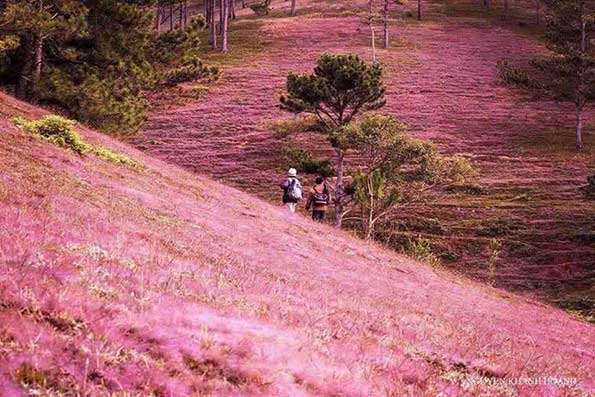 mua co hong da lat 4