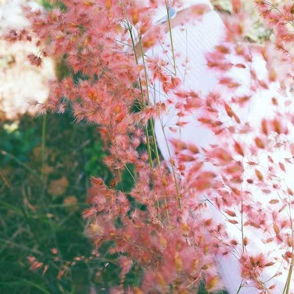 mua co hong da lat 6